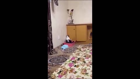 Funny animal videos 2023 - Funny cats_dogs - Funny animals Part71