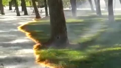 Controlled burning of tree pollen in Spain