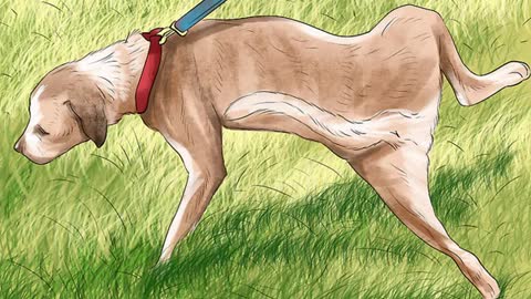 How to Stop Dogs Peeing in the Same Spot?
