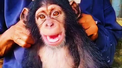 Funny Chimpanzee Short Video😯😯