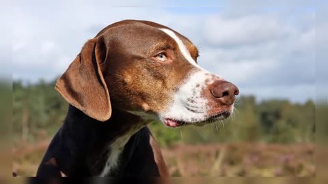 10 Most Ancient Dog Breeds On Earth
