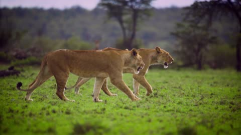 Pair of Lionesses Walking Together (animal)