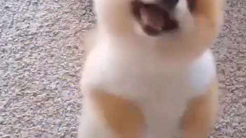 perrito bailando gracioso
