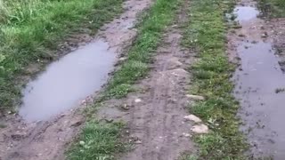 White dog runs up and down road full of puddles