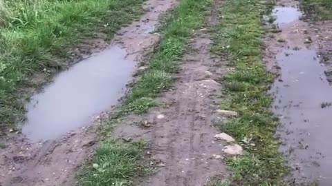 White dog runs up and down road full of puddles