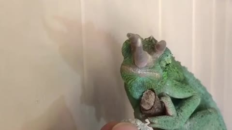 KoKo the Jackson's Chameleon is totally not interested in silkworm