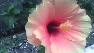 Hibiscus flower is very charming, yellow and a touch of pink [Nature & Animals]