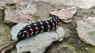 Cabbage Tree Emperor Caterpillar