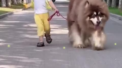 Big Alaskan dog walking on the street with his little owner