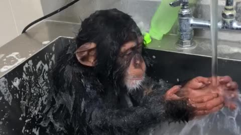 Monkey Taking Care Of His Personal Hygiene
