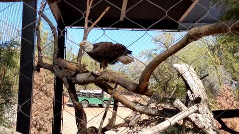 Large Bald Eagle Devours Meal at the Phoenix Zoo