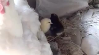 mother and her newly born chickens