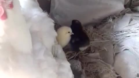 mother and her newly born chickens