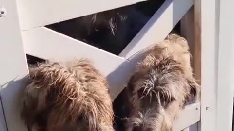 Three irish wolfhound in the gate say hi to people passerby.mp4