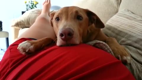 Dog reacts to baby's kick!