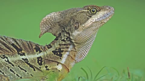 🦎LAGARTO BASILISCO O LAGARTO JESUS PORQUE CAMINA SOBRE EL AGUA