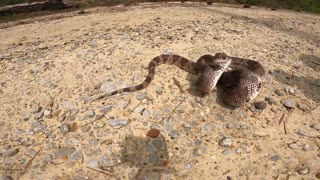 Florida pine snake hurls entire body off the ground to strike