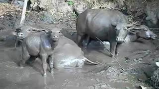 Thailand, Mae Hong Son - buffalo family