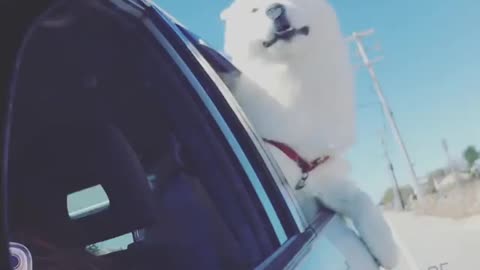 Wind majestically blows over dog during car ride