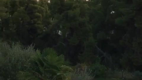 Calming balcony view over the forest and the sea