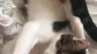 Goofy Cat Appears To Be Broken