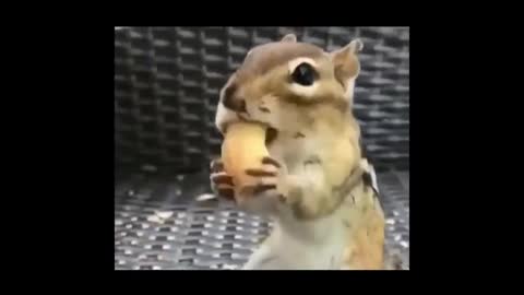 chipmunk eating peanuts