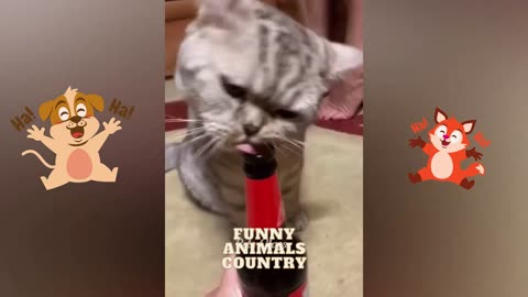 Funny Animal - Cats video
