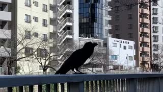 Crow talks back