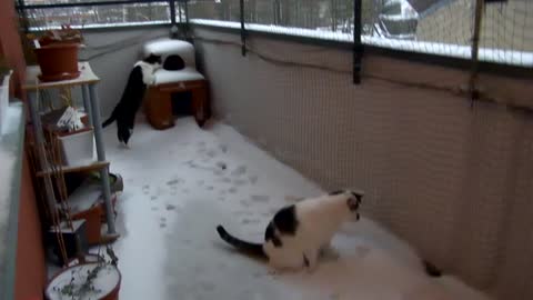 First reaction of the Cats in the snow