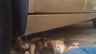Feral Momma Cat Feeding and Cleaning Kittens