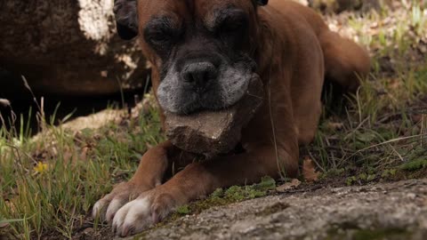 A Pet Dog Holding A Rock On Its Mouth