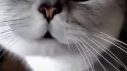 Aww Try Not To Laugh | Cute Cat Is Talking In This Funny video