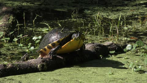 turtle falls down from a log in a swamp