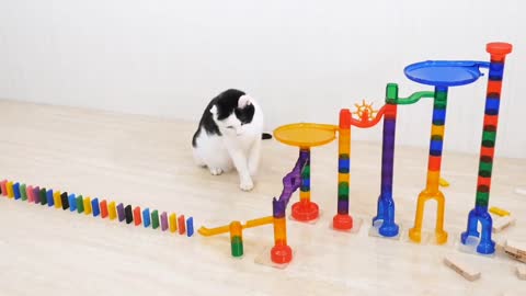 Cats with Dominos| Cats Playing