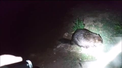 😲 Watch Beaver Swimming Right Up To Me!
