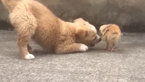 Chicks vs Puppy.