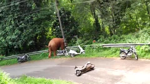 Wild Elephant Runs Over a Moped