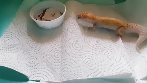 Lizard lunch. My geckos 🦎❤