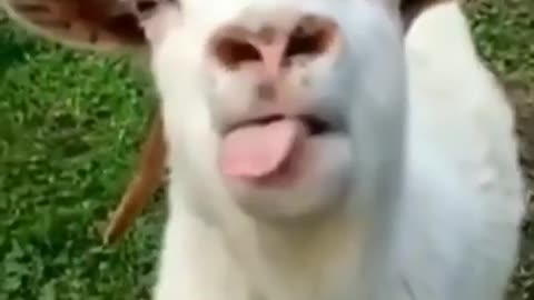 Goat voice