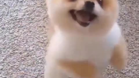 Cute puppy excited for snacks