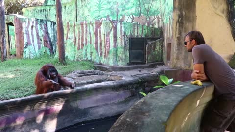 Orangutan Asks for Banana Then Throws Back Peel