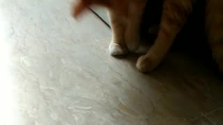 Adorable Cat is playing with coin.
