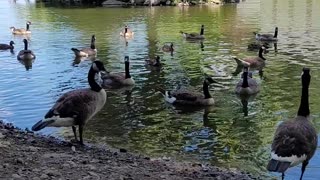 Bullfrog park/ duck pond: jaxon wants a cracker!