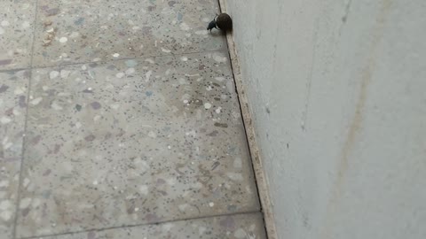 Dung Beetle in courtyard