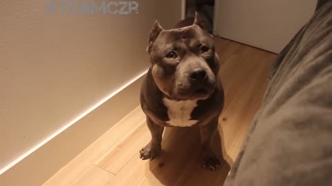 Talking dog Czr. American Bully is so smart!