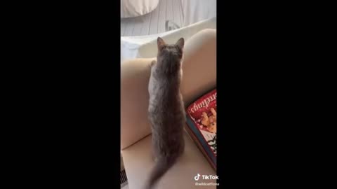 Cute Kittens And Funny Cats