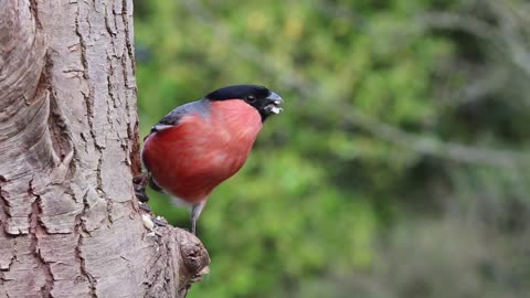 Bullfinch bird nature red