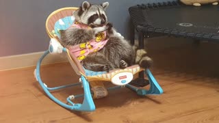 Raccoon in pink pajamas enjoys her time in the baby's cradle