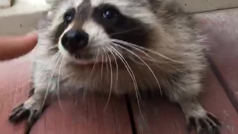 Raccon gets up close and personal