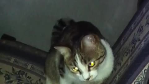 Badass cat Tom, has flashlights instead of eyes